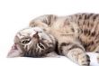 Tabby cat relaxing