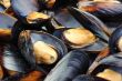 Mussels