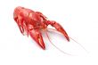 Red crayfish