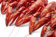 Many red crayfish