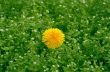 Dandelion on lawn