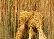 Ears of grain associated in bundles on the background of the fen