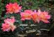 Beautiful blossoming rose against the green of the leaves