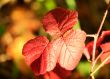Autumn, beautiful red BlackBerry leaves.
