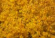 Autumn tree with abundant foliage yellow color ( background imag
