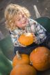 Little Boy Sitting and Holding His Pumpkin at Pumpkin Patch
