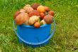 Mushrooms, aspen mushrooms, white, boletus in the bucket on the 