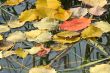 Fallen from the trees, the leaves on the surface of the water in