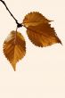 Birch leaf isolated