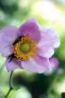 Japanese anemone