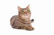 Bright green eyed tabby cat on white background