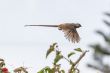 Speckled Mousebird in flight