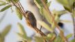 Sleepy Speckled Mousebird