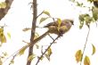 Speckled Mousebird