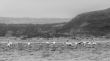 Wading flamingos