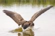 Landing on water
