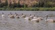 Pelicans swimming