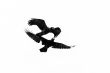 Two crows in mid flight