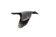 A crow in mid flight