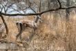 Grant`s gazelle