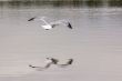 A white seagull flying up in the air