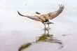 Landing on water