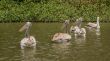 Pelicans swimming