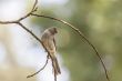 Common Bulbul on a twig
