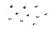 Birds in flight