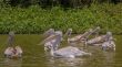 Pelicans swimming