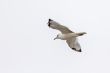 A white seagull flying up in the air