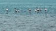 Wading flamingos