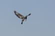 Hovering Pied Kingfisher 
