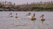 Pelicans swimming