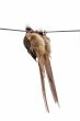 Speckled Mousebird hanging on wire