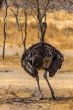 Ostrich in the wild