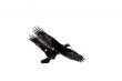 Two crows in mid flight
