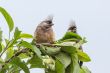Speckled Mousebirds