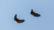 Two eagles in flight