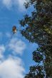 Speckled Mousebird in flight