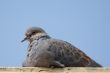 Dove