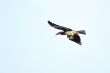 Hemprich`s Hornbill in flight