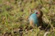 Red-cheeked Cordon-bleu