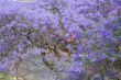 Jacaranda City