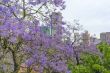 Jacaranda City