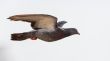 Dove in flight