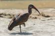 Wattled Ibis