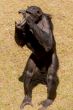 Chimp communication