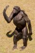 Chimp communication