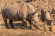 Rhinos grazing